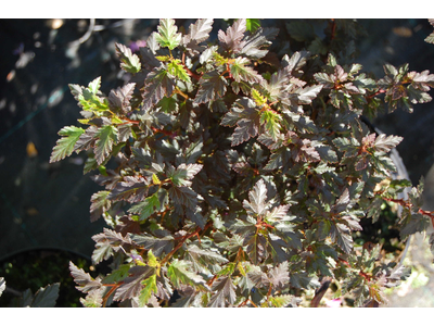 Physocarpus opulifolius