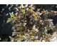 Physocarpus opulifolius Tiny Wine ®
