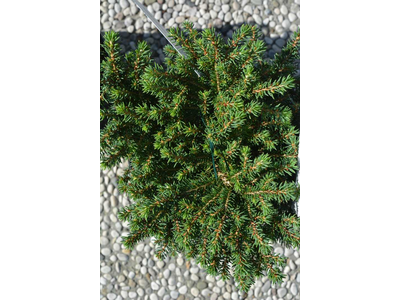 Picea abies