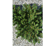 Picea abies