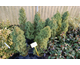 Picea conica None