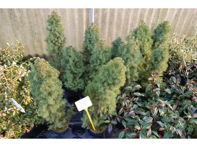 Picea conica