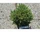 Picea abies Echiniformis