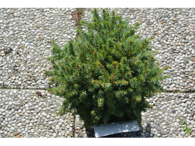 Picea abies