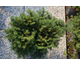 Picea omorika