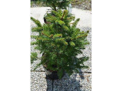 Picea omorika