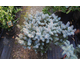 Picea pungens Glauca Globosa