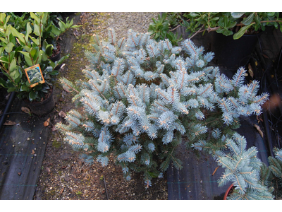 Picea pungens