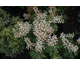 Pieris japonica Bonfire