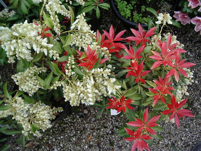 Pieris japonica