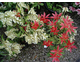 Pieris japonica