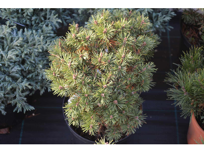 Pinus mugo