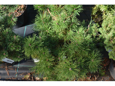 Pinus mugo