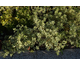 Pittosporum tenuifolium Garnettii