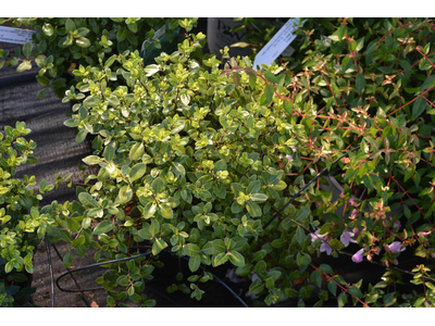 Pittosporum tenuifolium