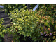 Pittosporum tenuifolium Golf Ball ®