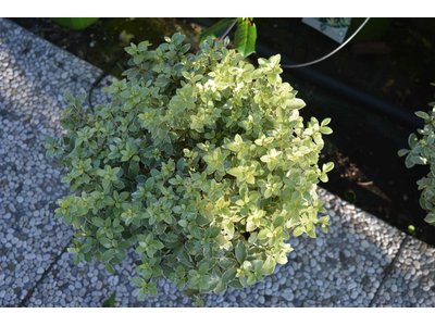 Pittosporum tenuifolium