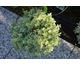 Pittosporum tenuifolium Silver Ball ®