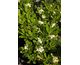 Pittosporum tobira 
