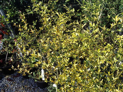 Poncirus trifoliata