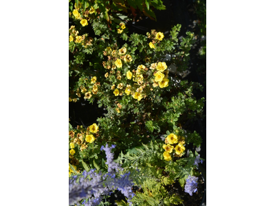 Potentilla fruticosa