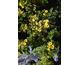 Potentilla fruticosa Citrus Tart ® First Editions