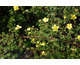 Potentilla fruticosa Goldfinger