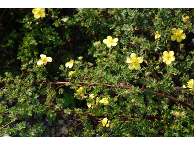 Potentilla fruticosa