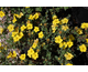 Potentilla fruticosa Medicine Wheel Mountain