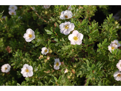 Potentilla fruticosa