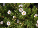 Potentilla fruticosa