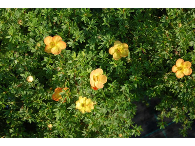 Potentilla fruticosa