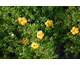 Potentilla fruticosa Red Ace