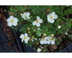 Potentilla fruticosa White Lady