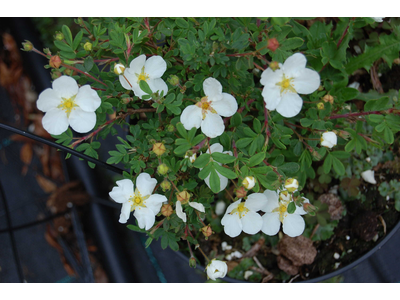 Potentilla fruticosa