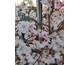 Prunus Accolade