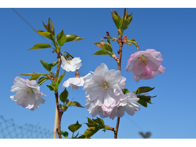 Prunus