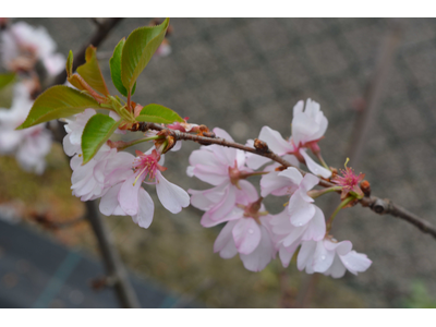 Prunus serrulata