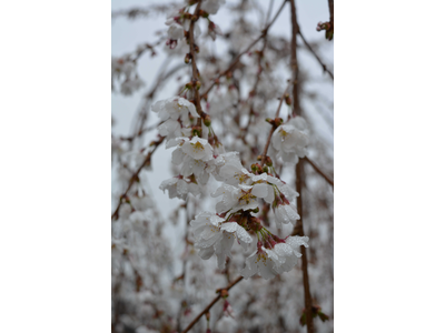 Prunus