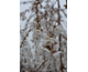Prunus Snow Fountains
