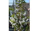 Prunus Umineko