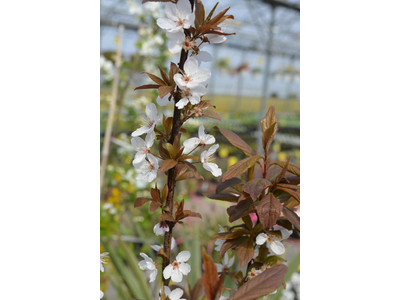 Prunus cerasifera