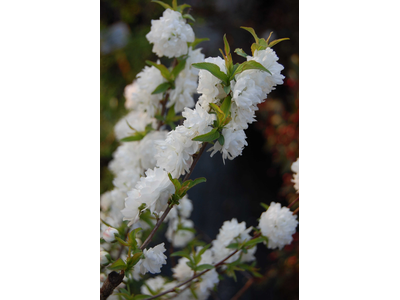 Prunus glandulosa