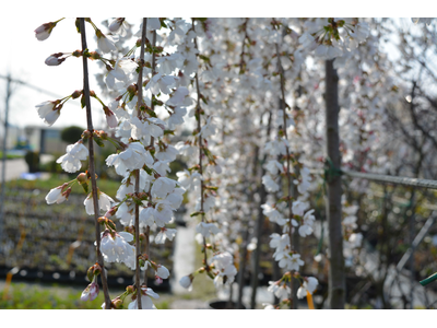 Prunus incisa