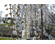 Prunus incisa Frilly Frock ®