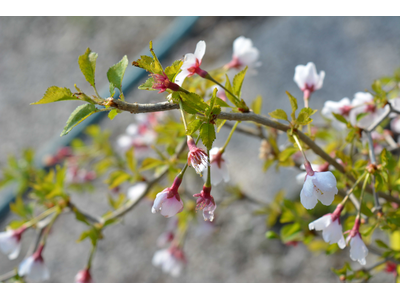 Prunus incisa