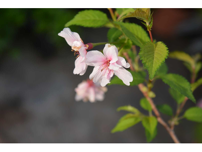 Prunus incisa