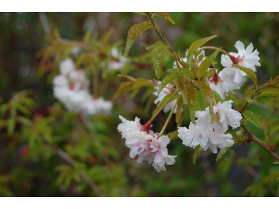 Prunus incisa