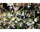 Prunus incisa Yamadei