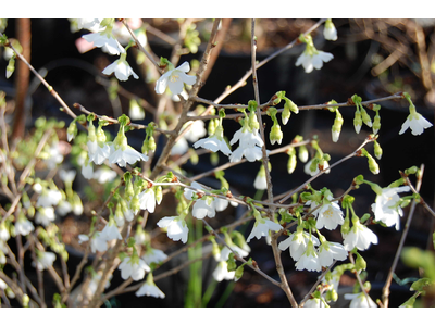 Prunus incisa